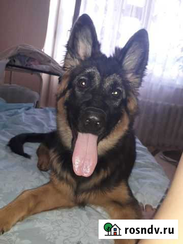 Отдам в добрые руки Челябинск - изображение 1