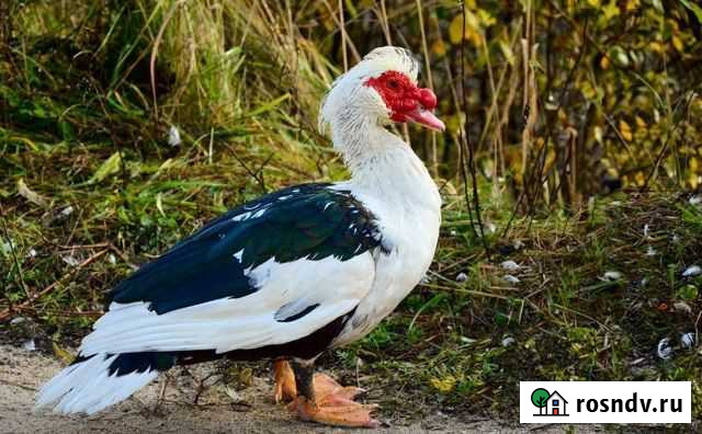 Индоутки Устье - изображение 1