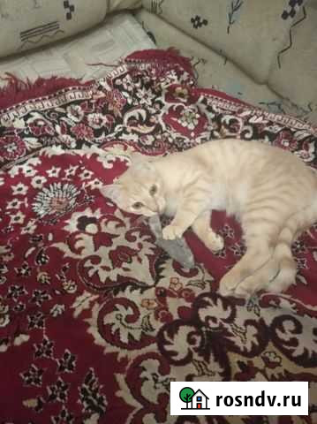 Кошка в дар Новосибирск - изображение 1