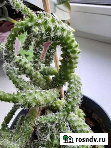 Кактус с мягкими иглами Улан-Удэ - изображение 1
