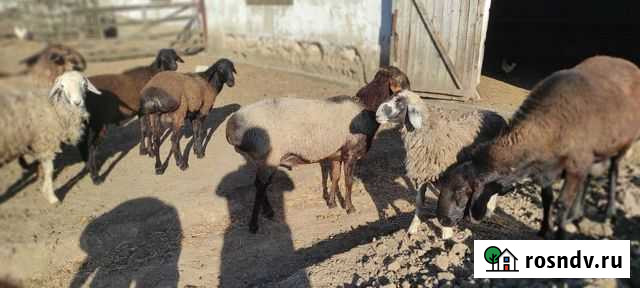 Продажа живым весом Новоджерелиевская - изображение 1