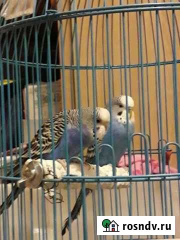 Попугай волнистый. пара Кунгур - изображение 1