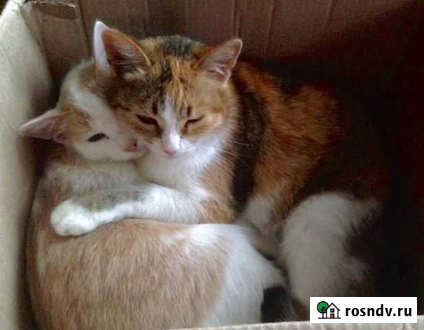 Кошки ищут дом Нижний Новгород - изображение 1