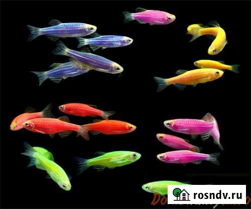 Данио глофиш (люминесцентные) Тамбов - изображение 1