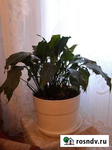 Спатифиллум Улан-Удэ - изображение 1