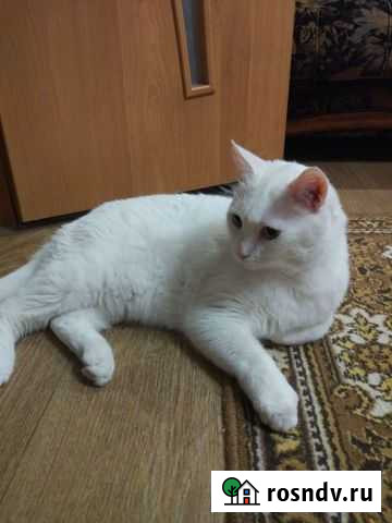 Кошка Кемерово - изображение 1