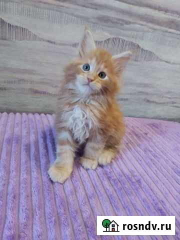 Мейн-кун Комсомольск-на-Амуре - изображение 1