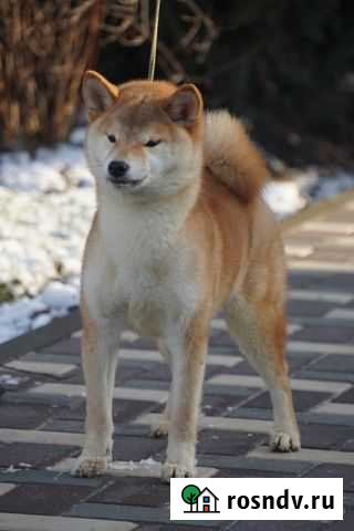 Девочка Сиба ину нереальная красотка Челябинск - изображение 1