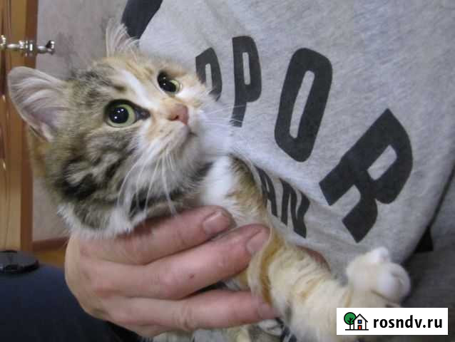 Кошка Ленинградская - изображение 1