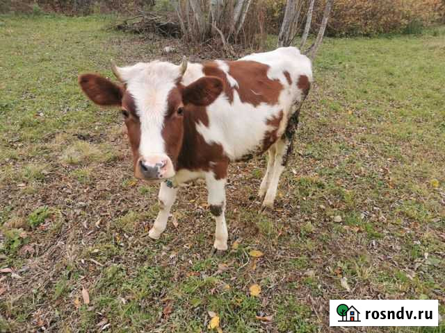 Тёлка годовалая, нетель Плюсса - изображение 1