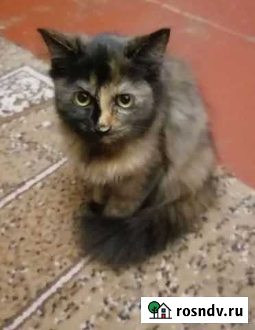 Кошка в дар Новосибирск - изображение 1