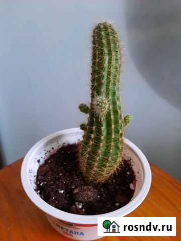 Кактусята Ржев - изображение 1