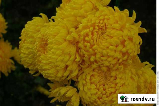 Хризантема Резиденс Ялта - изображение 1