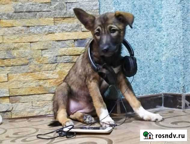 Рута - метис голландской овчарки, привитая в дар Иркутск - изображение 1