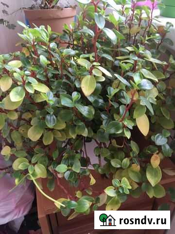 Пеперомия Глабелла - ампельное растение Хабаровск - изображение 1