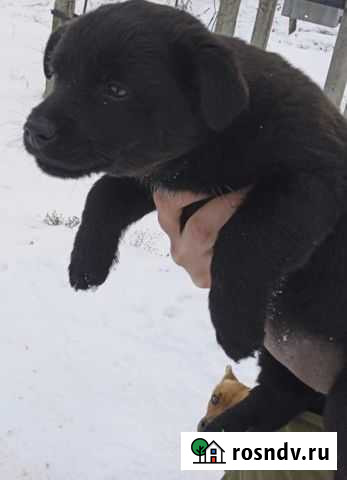 Две девочки (дворняги ) Краснослободск - изображение 1