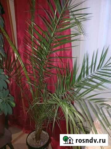 Пальма Новокузнецк - изображение 1