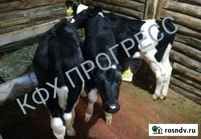 Бычки телята Азов - изображение 1