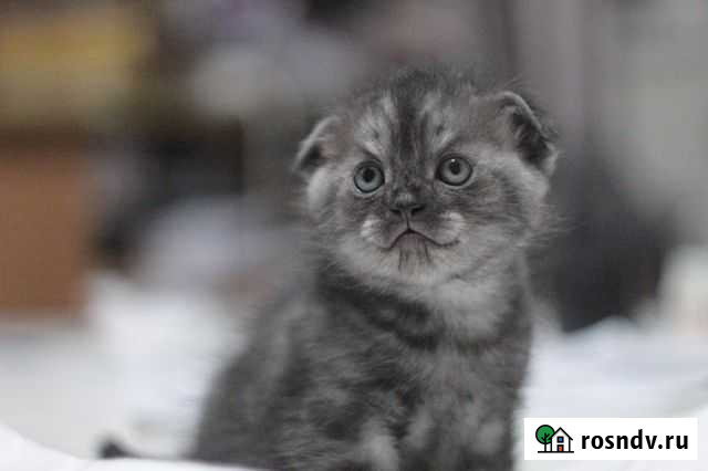 Котята скоттиш-фолд Чебаркуль - изображение 1