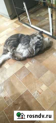 Кошки шотландцы вислоухие бесплатно Волгоград - изображение 1