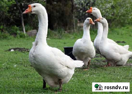 Гуси мясом Волгодонск - изображение 1
