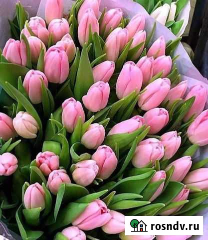 Тюльпаны оптом Владикавказ - изображение 1