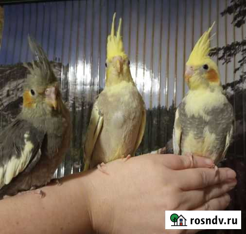 Птенцы Корелла супер ручные, домашние, говорящие Санкт-Петербург - изображение 1