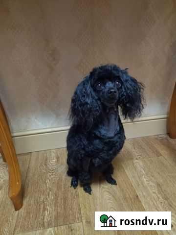 Грумер стрижка собак Киров - изображение 1