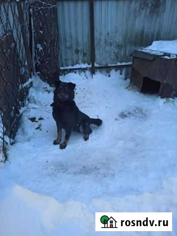 Собака Рощино - изображение 1