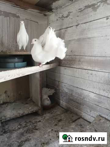 Голуби Коммунар - изображение 1