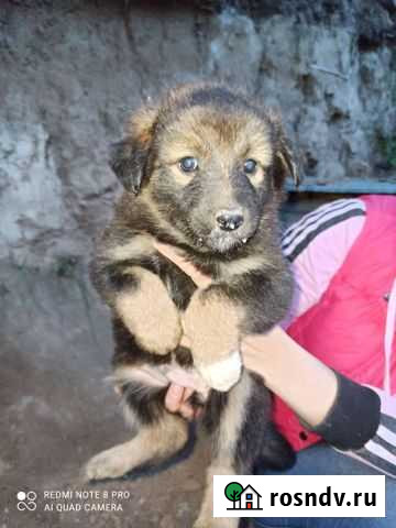 Щенки бесплатно Иркутск - изображение 1