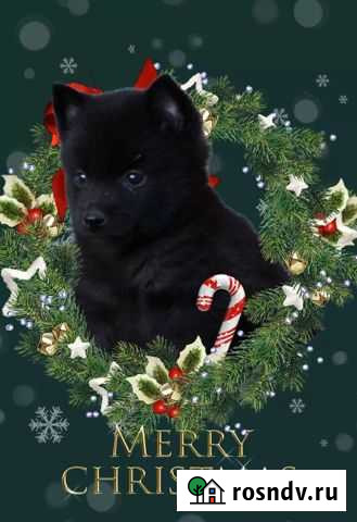 Шипперке остались мльчики Волгоград - изображение 1