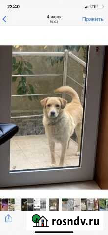 Собака Махачкала - изображение 1