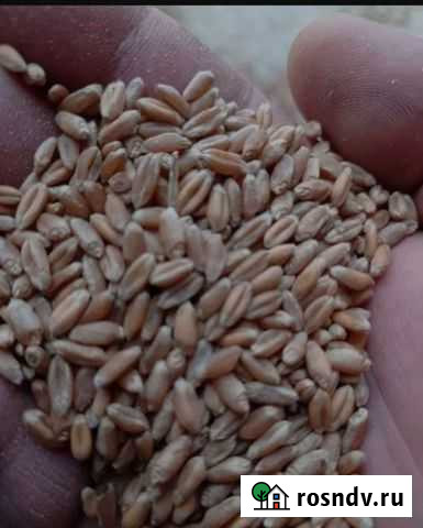 Пшеница дробленная зерно кукуруза ячмень для уток Хасавюрт - изображение 1