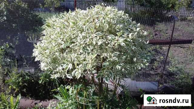 Декоративные кустарники,многолетники,хвойники Сыктывкар - изображение 1