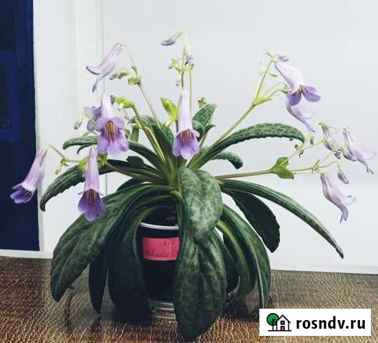 Примулина Stardust Урюпинск - изображение 1