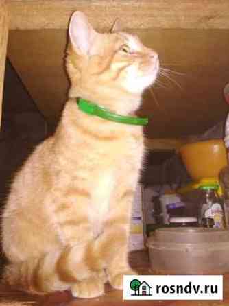 Кастрированный котенок. Котику несколько месяцев Белгород