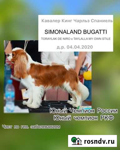 Кавалер кинг чарльз спаниель вязка Маршала Жукова - изображение 1
