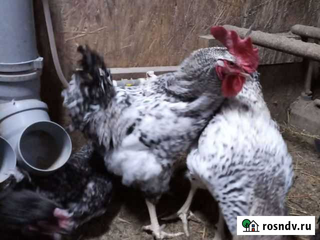 Куры и петухи Хабаровск - изображение 1