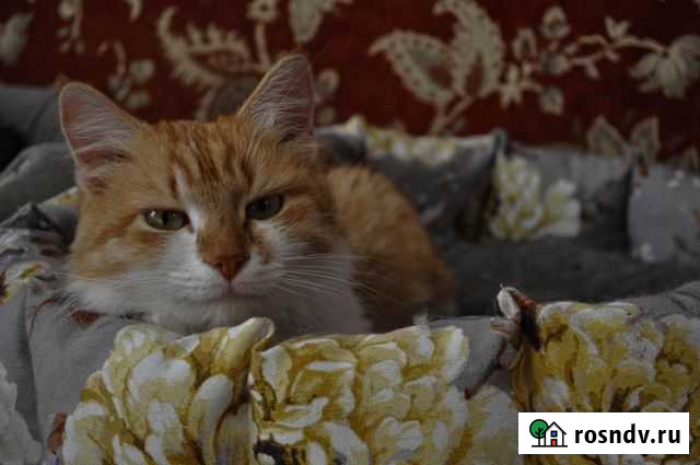 Веснушка ищет дом Тамбов - изображение 1