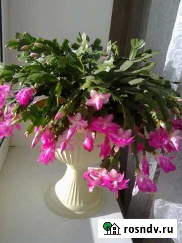 Цветы декабристы Миасс - изображение 1