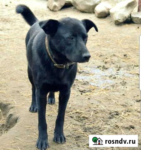 Симпатичная собачка ищут дом Электросталь - изображение 1