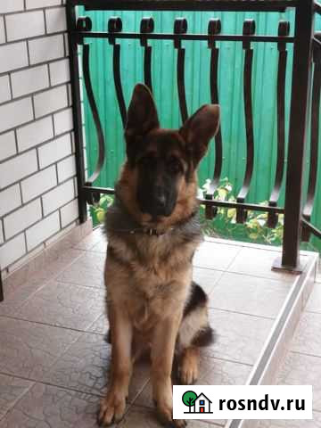 Вязка Ржев - изображение 1