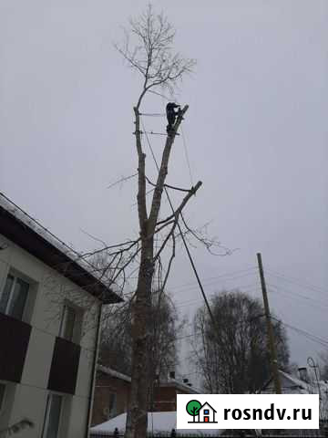 Арборист валка рубка вырубка спил опасных деревьев Ухта - изображение 1