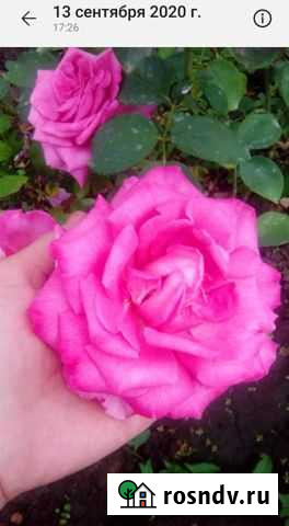 Кустовые розы саженцы Самарское - изображение 1