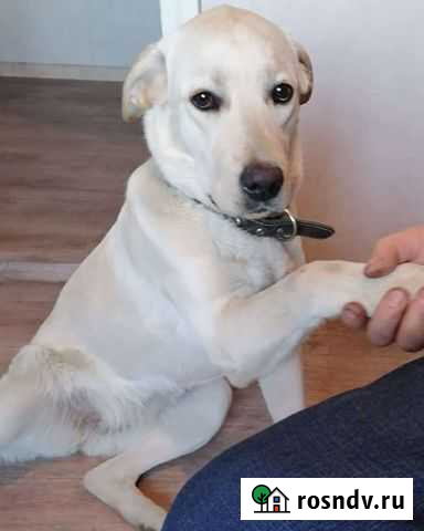 Лабрадор 8 мес Славгород - изображение 1