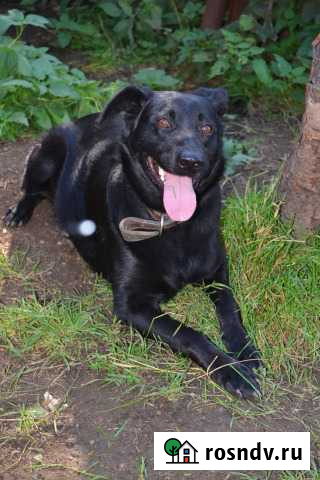Кобель молодой Уфа - изображение 1