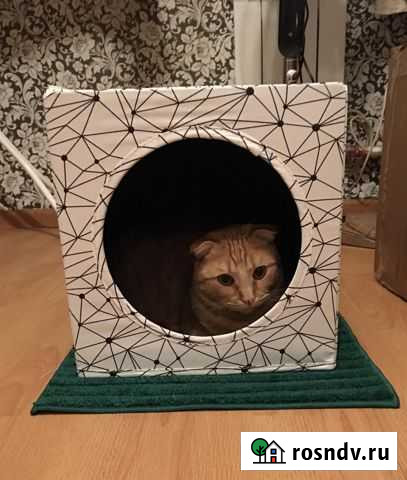 Передержка кошек Ростов-на-Дону - изображение 1