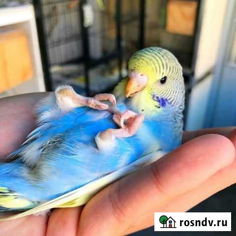 Ручные волнистые попугайчики Новосибирск - изображение 1