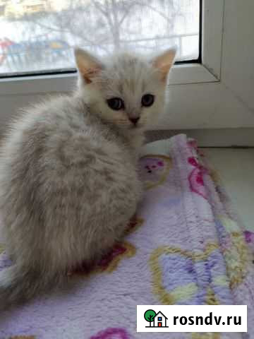 Британские вислоухие котята отличные (9 из 10) Новосемейкино - изображение 1